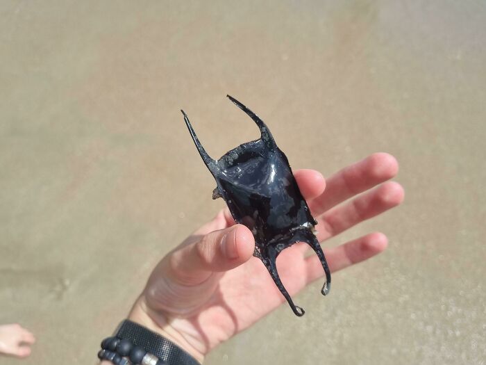 Hand holding a bizarre black sea creature found at the beach with sandy shore in the background.
