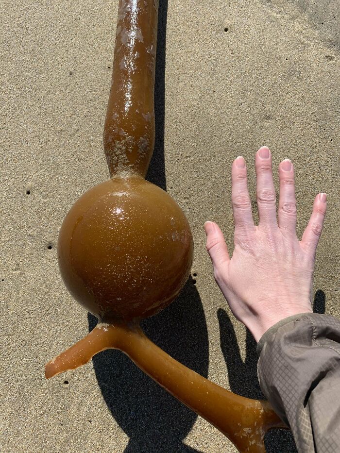 Large unusual seaweed with bulbous shape washed up on sandy beach next to a person's hand for size comparison.