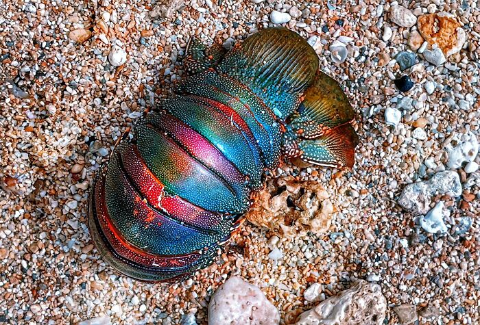 Colorful lobster shell found at the beach among sand and small rocks showcasing interesting and bizarre beach discoveries