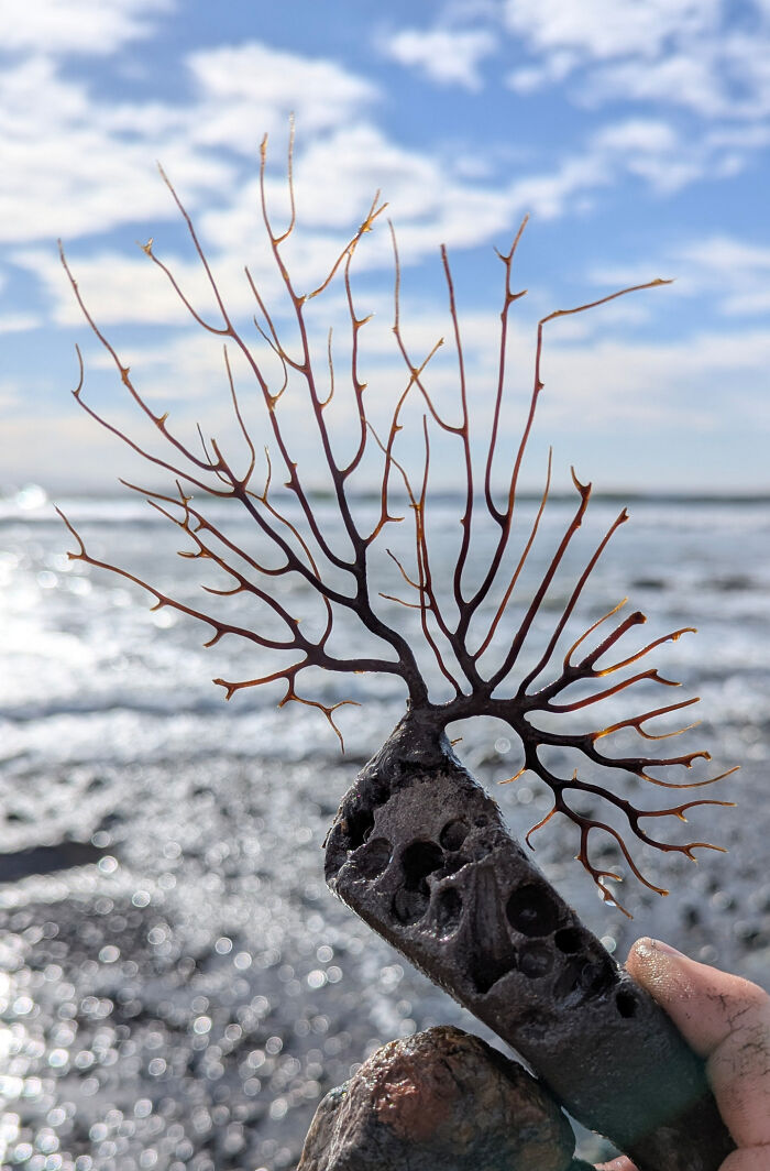 A unique and bizarre sea fan coral found at the beach with ocean waves and sky in the background.