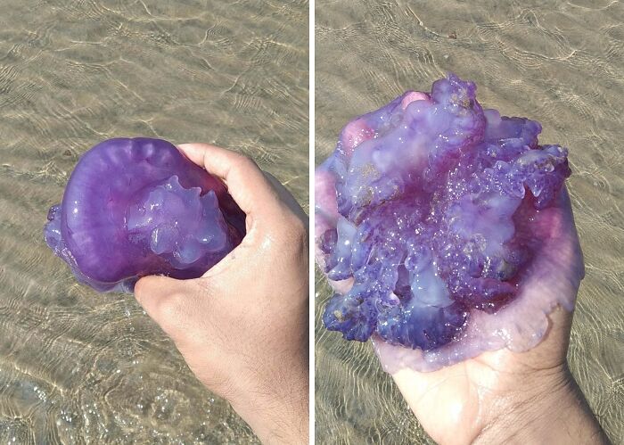 Hand holding a bizarre purple jellyfish found at the beach with clear water background and sunlight reflections.