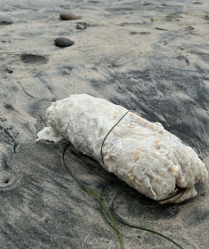 Unusual and interesting thing found at the beach lying on sand with seaweed nearby in natural light.