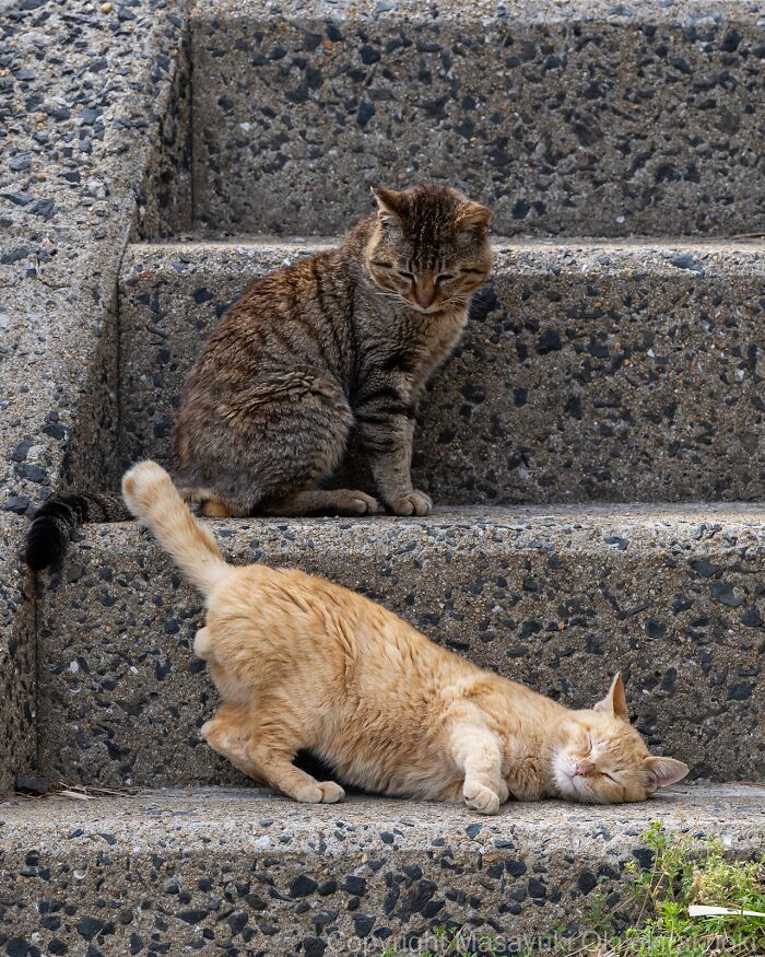 Gatos callejeros en Tokio en las escaleras mostrando su vida cotidiana en un entorno urbano.