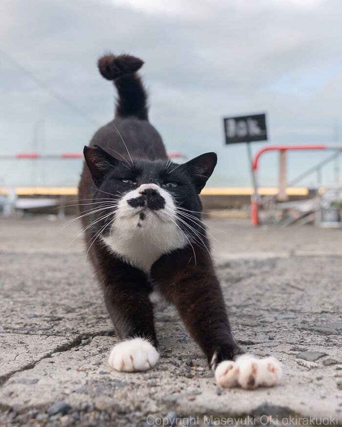 Gato callejero de Tokio estirándose sobre suelo de cemento en fotografía que muestra vida felina urbana.