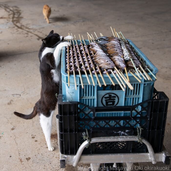 Gato callejero de Tokio investigando una caja con pescado en brochetas en la calle, mostrando la vida urbana felina.