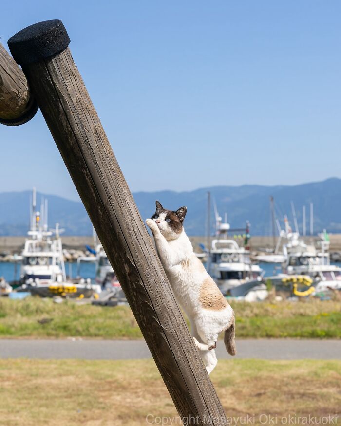Street cat climbing a wooden pole near a marina, showcasing the quirky lives of Japan's street cats.