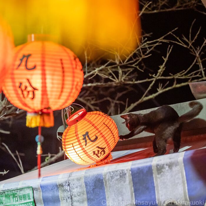 Gato callejero negro jugando con farolillo tradicional japonés durante la noche en Tokio.
