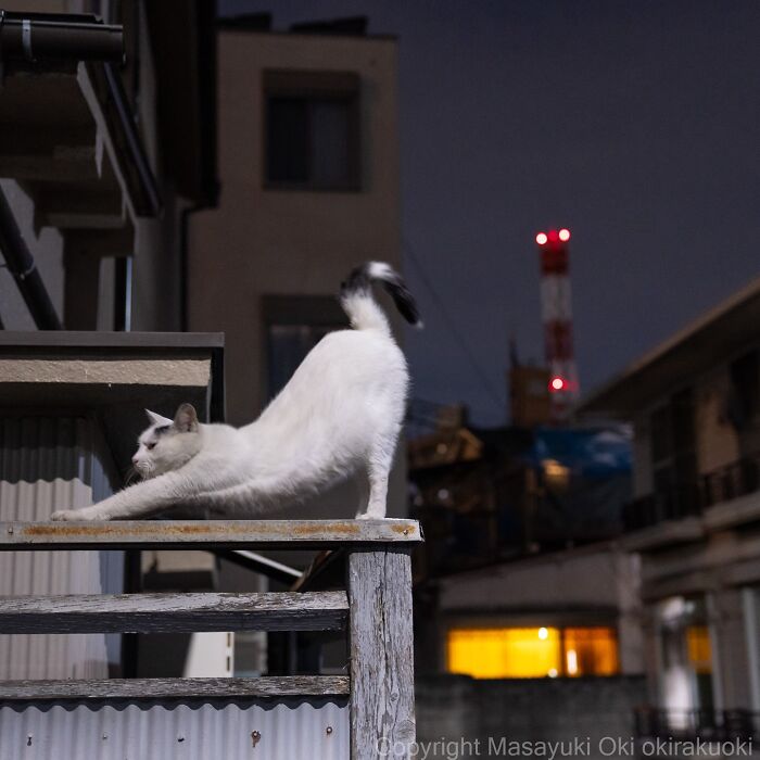 Gato callejero blanco estirándose sobre una estructura urbana en Tokio durante la noche mostrando la vida de los gatos callejeros.