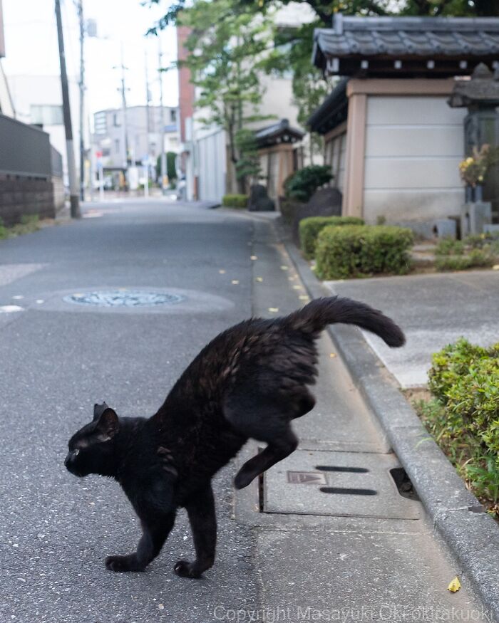 Black street cat in Japan caught mid-jump on a quiet residential street showcasing quirky street cats behavior.
