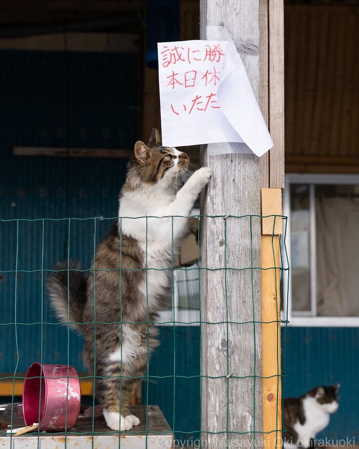 Street cat in Japan standing on hind legs, pawing at a paper attached to a wooden post behind a wire fence.