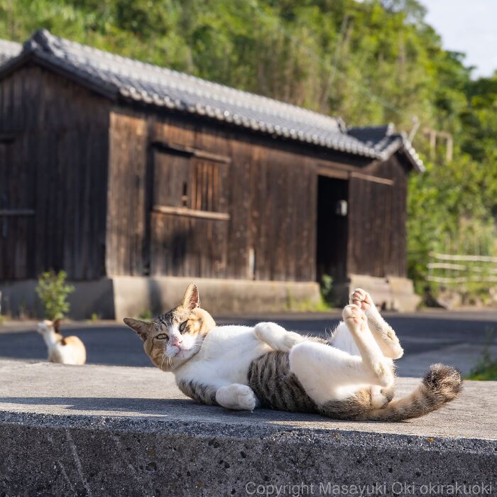 Gato callejero de Tokio descansando al sol frente a una casa tradicional japonesa, mostrando vida urbana felina.