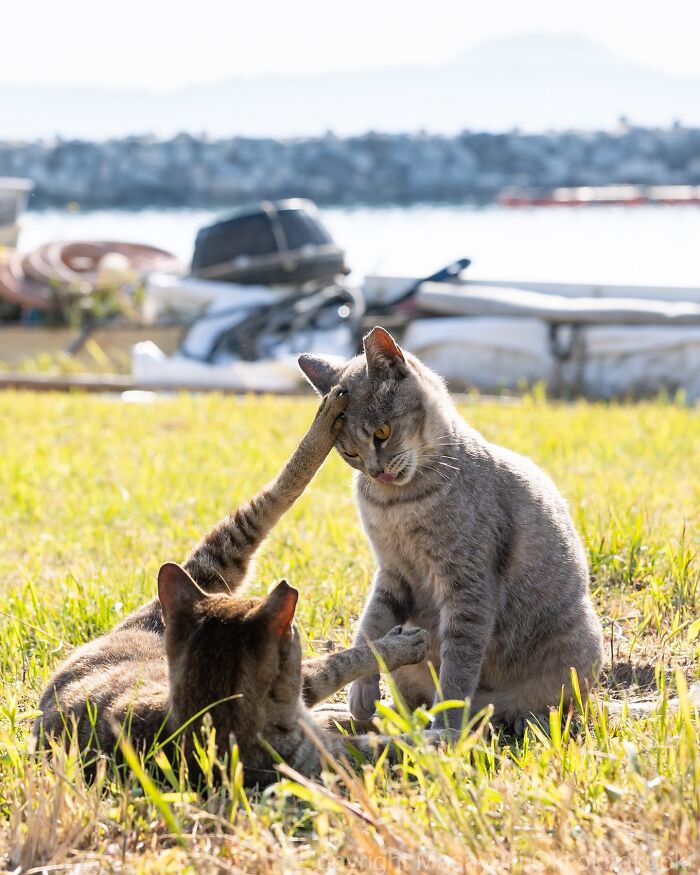 Gatos callejeros en Tokio interactuando en un campo cercano al agua durante un día soleado.