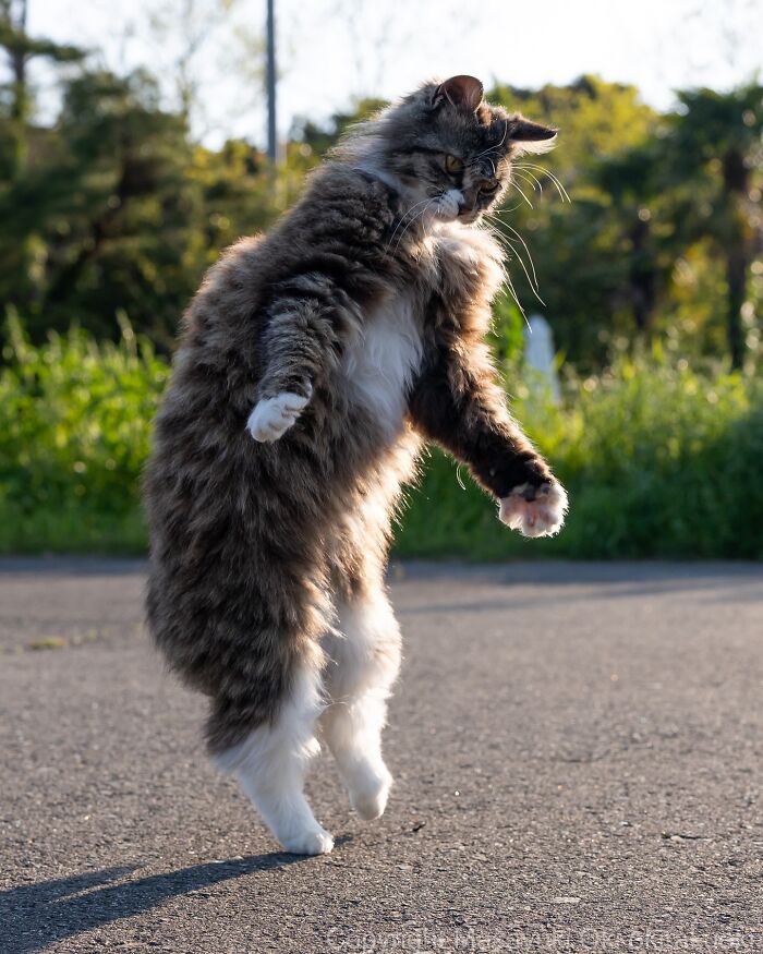 Gato callejero en Tokio saltando sobre asfalto con fondo de naturaleza y luz natural al atardecer.