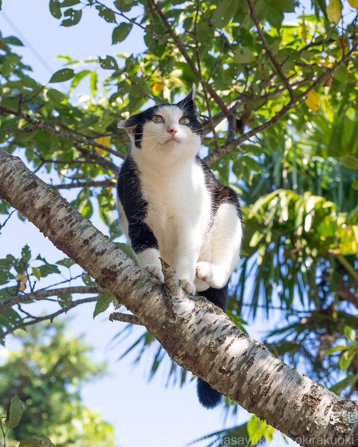Gato callejero en un árbol entre hojas verdes en Tokio mostrando la vida de gatos callejeros de la ciudad.