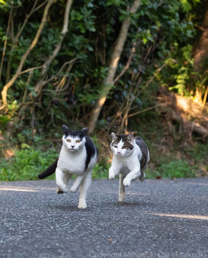 Gatos callejeros de Tokio corriendo por la calle rodeados de naturaleza en fotografía de Masayuki Oki.