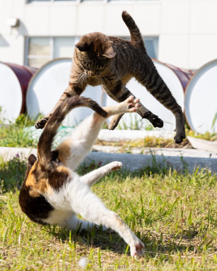 Gatos callejeros de Tokio jugando y peleando en un espacio al aire libre con barriles y césped visible.