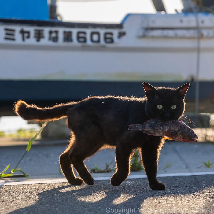 Gato callejero de Tokio con un pez en la boca, mostrando la vida cotidiana en las calles de la ciudad.