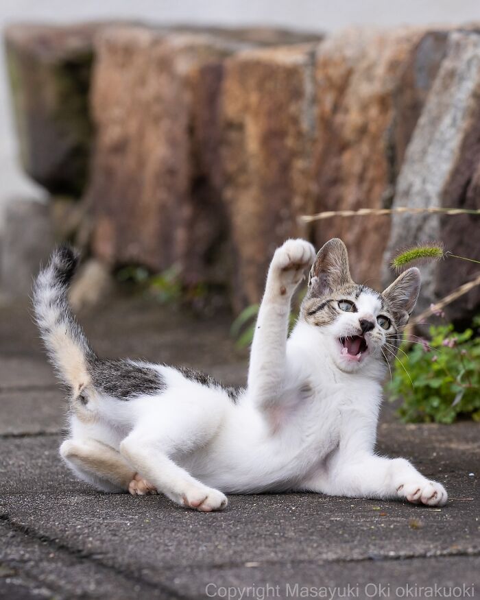 Gato callejero jugando en la calle de Tokio, mostrando la vida urbana de los gatos en la ciudad japonesa.