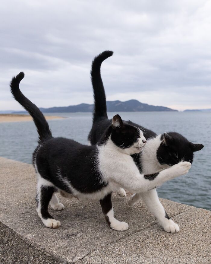 Gatos callejeros de Tokio en interacción junto al mar, mostrando la vida diaria de felinos urbanos.