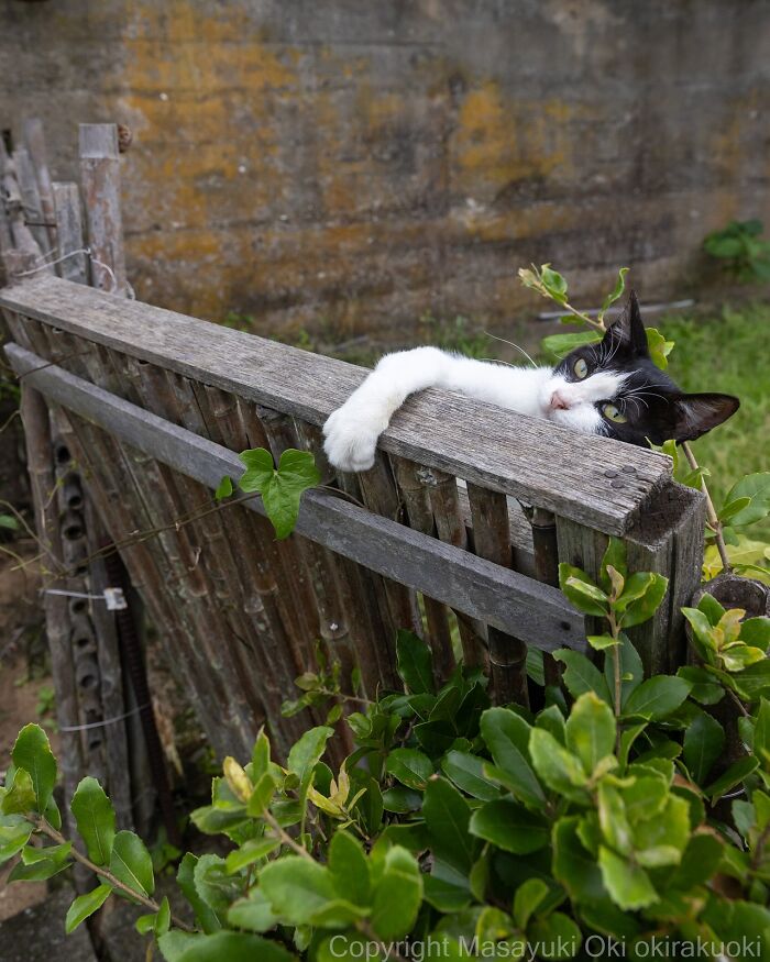 Gato callejero en Tokio descansando sobre una cerca de madera, rodeado de plantas verdes y ambiente urbano.