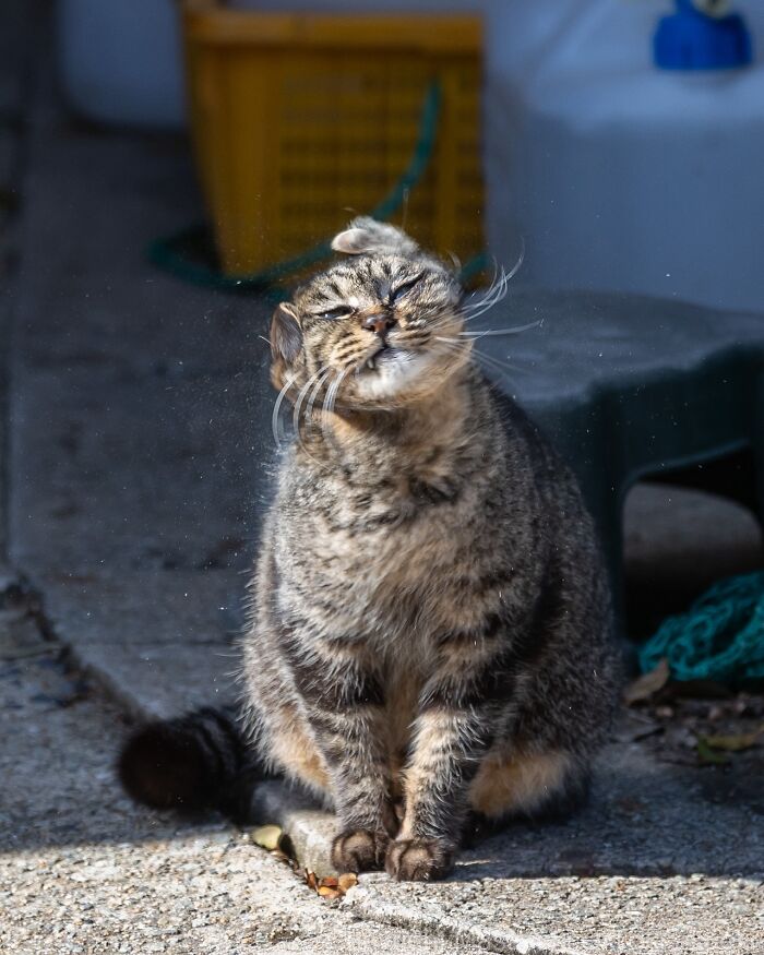 Gato callejero de Tokio sacudiendo la cabeza al sol, mostrando la vida de los gatos urbanos en espacios exteriores.