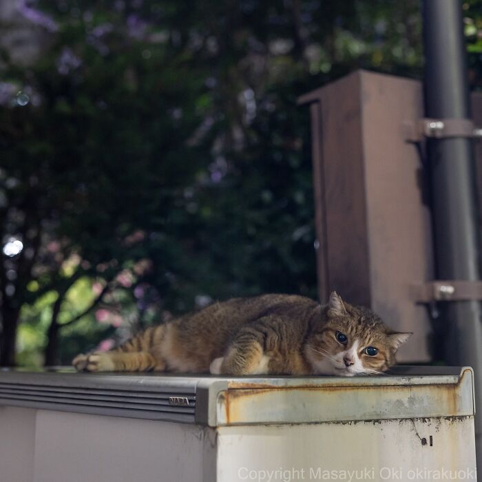 Gato callejero de Tokio descansando sobre cajón metálico en ambiente urbano con vegetación de fondo.