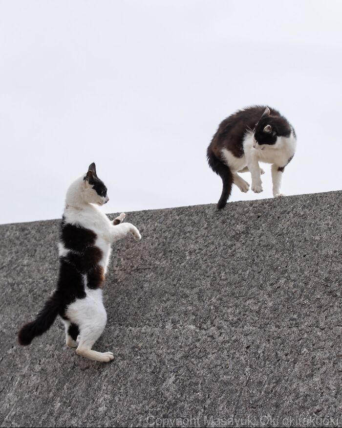 Gatos callejeros de Tokio interactuando sobre un muro gris bajo un cielo nublado, vida urbana cotidiana.