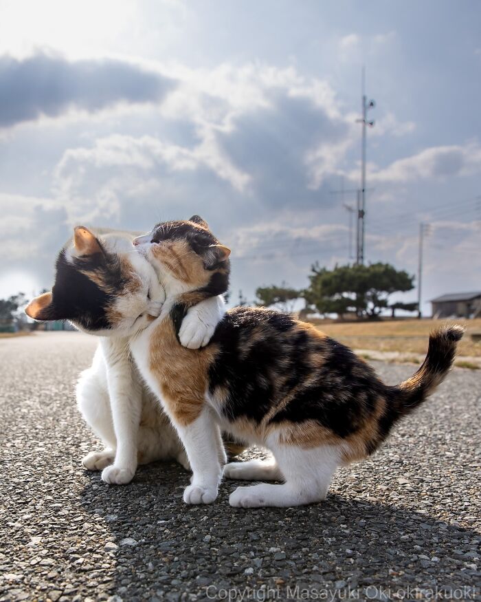 Gatos callejeros de Tokio interactuando en una calle bajo el cielo nublado durante el día.