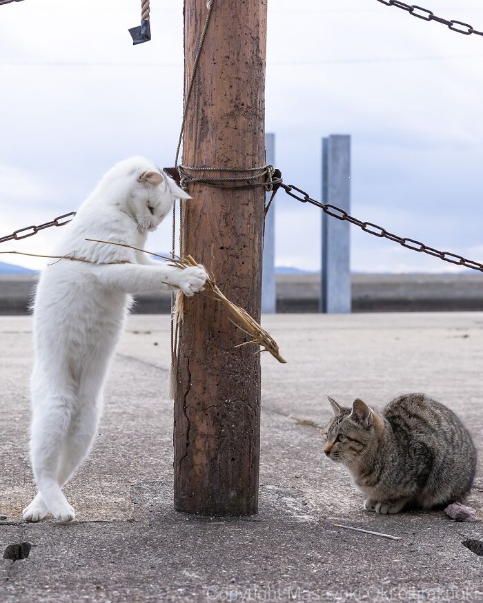 Gatos callejeros en Tokio interactuando junto a un poste de madera en un espacio exterior urbano.