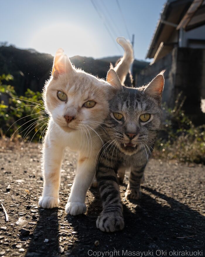 Dos gatos callejeros de Tokio caminando juntos al amanecer en un entorno urbano rural.