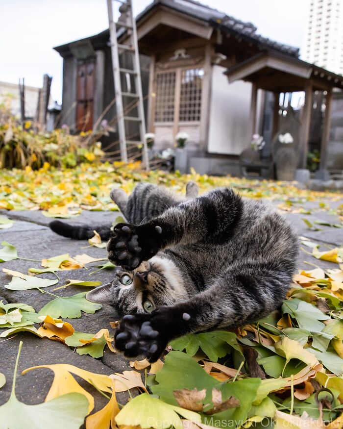 Gato callejero en Tokio tumbado entre hojas caídas frente a una casa tradicional japonesa en otoño.
