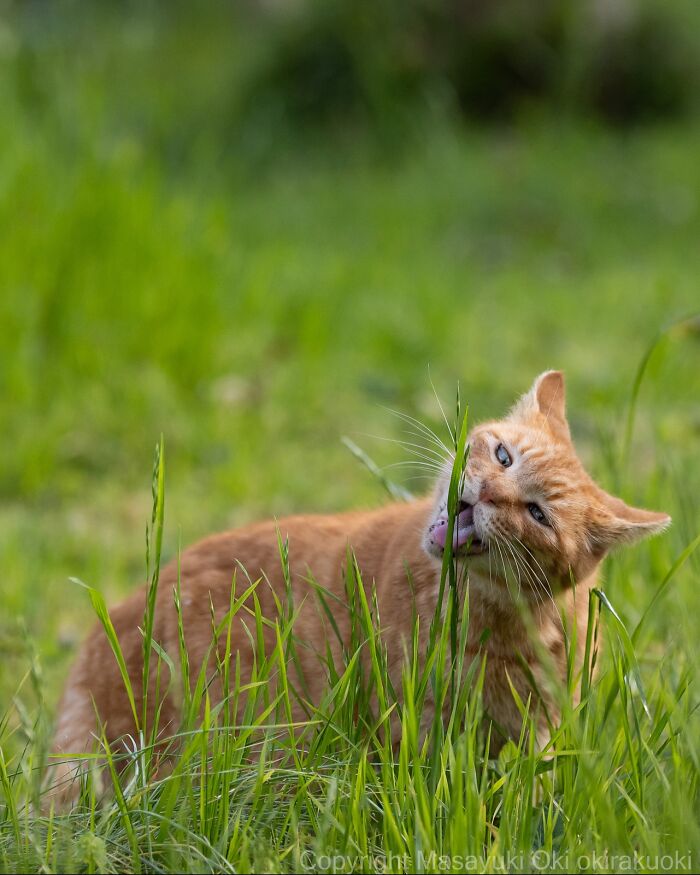 Gato callejero naranja en Tokio mordiendo pasto en un campo verde mostrando la vida natural de los gatos urbanos.