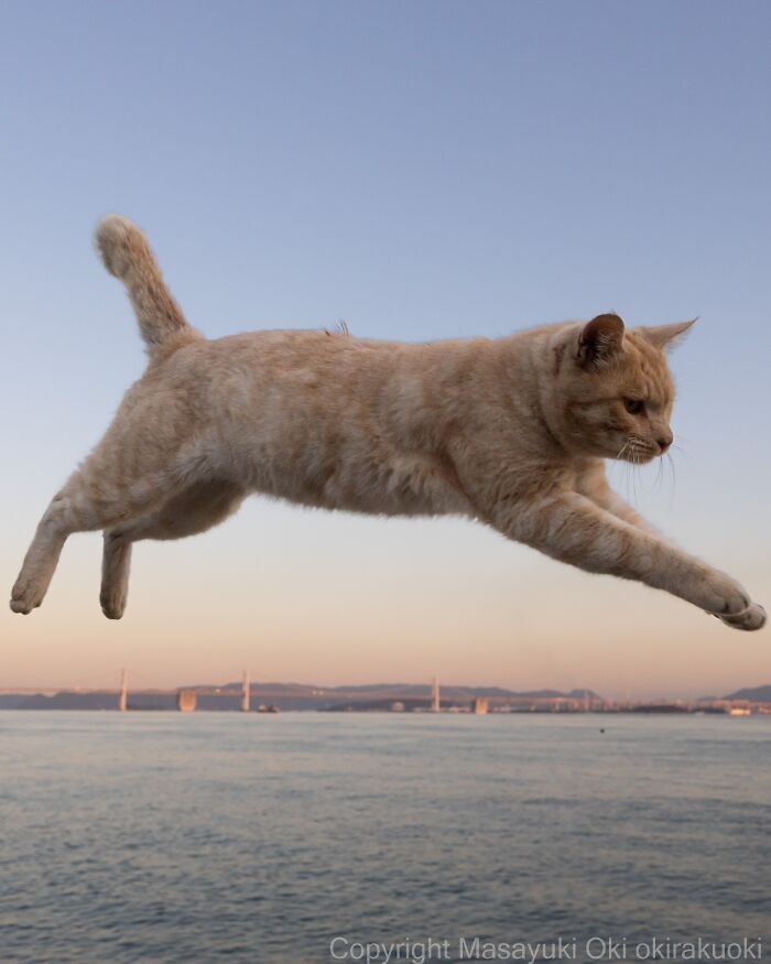 Orange street cat mid-jump over water at sunset, capturing the quirky and sweet lives of Japan's street cats.