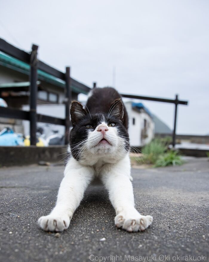 Gato callejero de Tokio estirándose en la calle, mostrando la vida de los gatos callejeros en la ciudad.