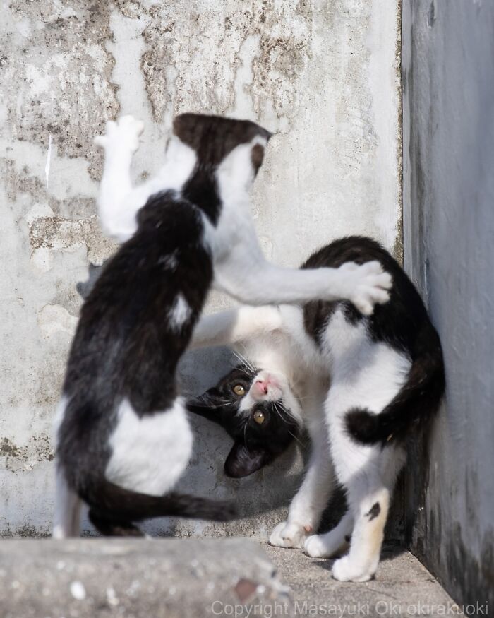 Gatos callejeros de Tokio jugando entre ellas junto a paredes y suelo de concreto envejecido en la ciudad.
