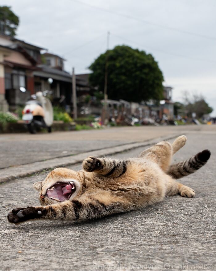A playful street cat stretching and yawning on a quiet urban street in Japan, showcasing quirky street cats.