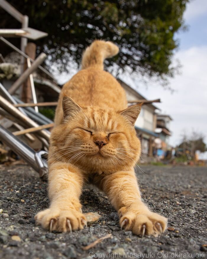 Gato callejero naranja estirándose en la calle, capturando la vida de los gatos callejeros de Tokio en fotografía.