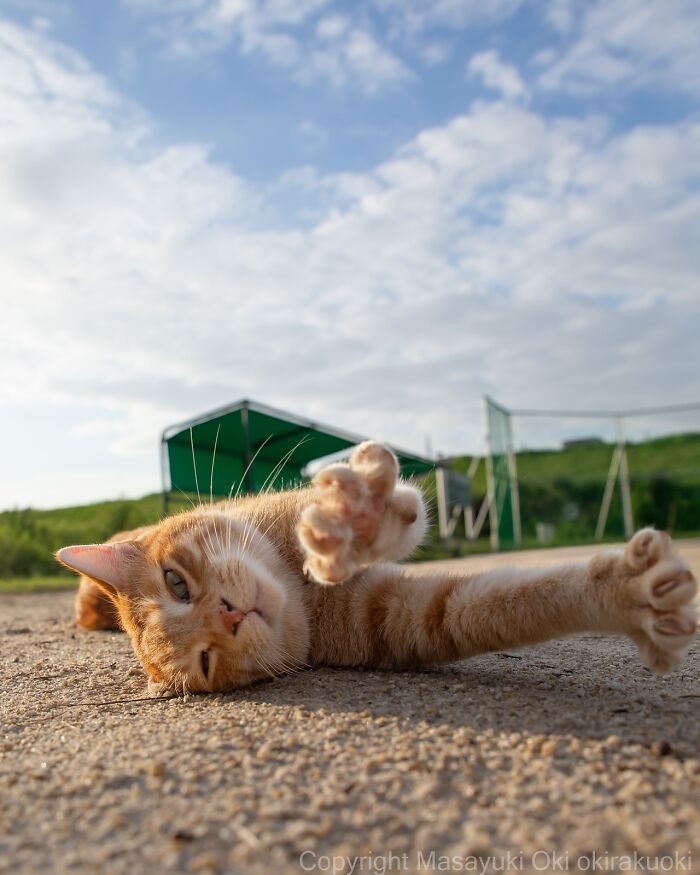 Orange street cat lying on the ground stretching a paw with a green tent and blue sky in the background in Japan.