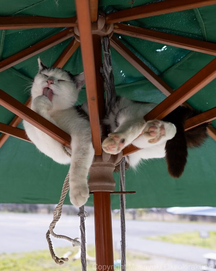 Gato callejero en Tokio descansando bajo sombrilla verde, mostrando la vida cotidiana de los gatos urbanos.