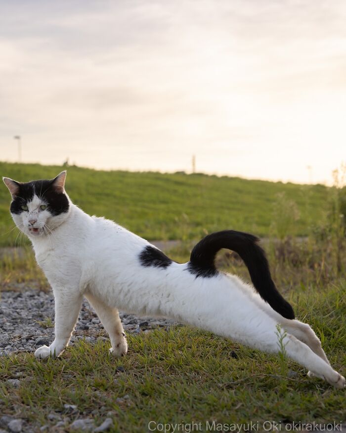 Gato callejero estirándose sobre césped y piedras con fondo de colina verde al atardecer en Tokio.