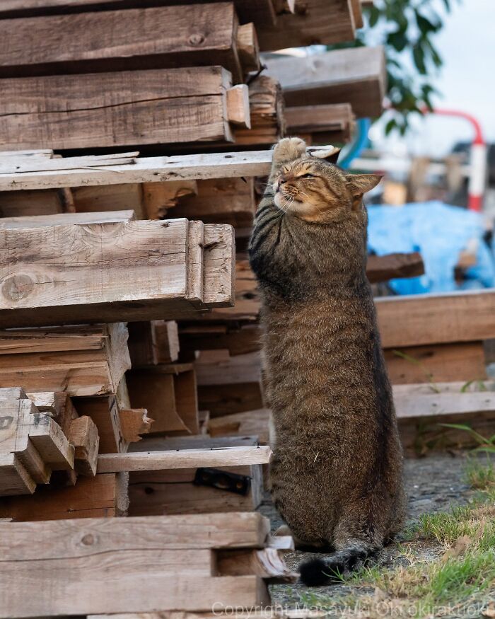 Gato callejero en Tokio arañando madera, mostrando la vida diaria de los gatos callejeros en la ciudad.