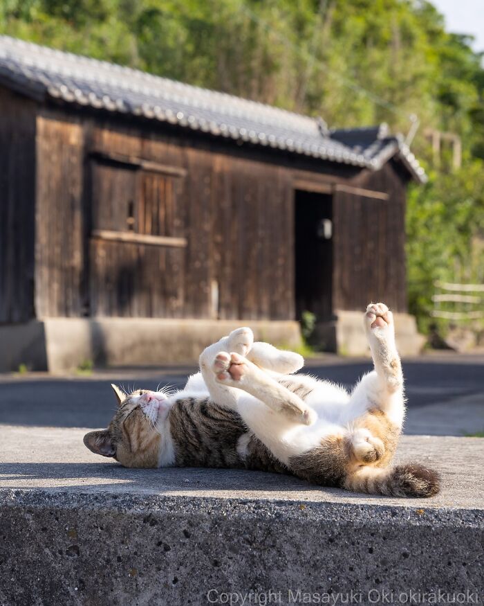 Gato callejero de Tokio descansando sobre el suelo en ambiente urbano con casas tradicionales de fondo.