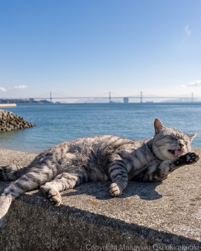 Gray street cat grooming itself while lying on a concrete ledge near the ocean in Japan on a sunny day