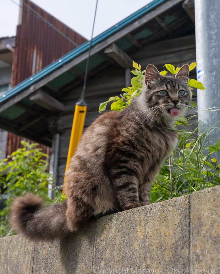 Gato callejero de Tokio con pelaje espeso y ojos verdes, retratado en un entorno urbano con plantas y edificios.