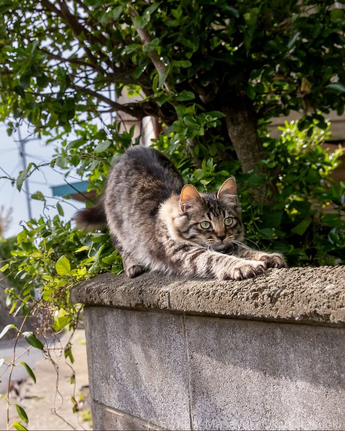 Tabby street cat stretching on a concrete wall surrounded by greenery, capturing the quirky lives of Japan's street cats.