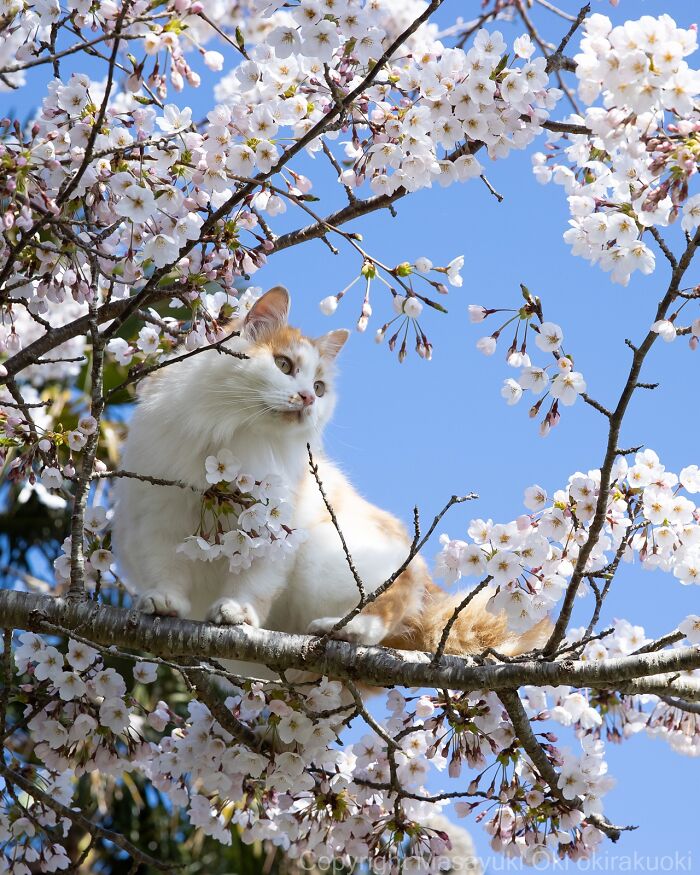 Gato callejero sobre rama de árbol con flores blancas, capturando la vida de los gatos callejeros en Tokio.