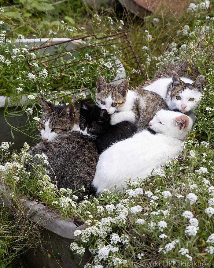 Gatos callejeros de Tokio descansando juntos entre flores blancas en un entorno urbano natural.