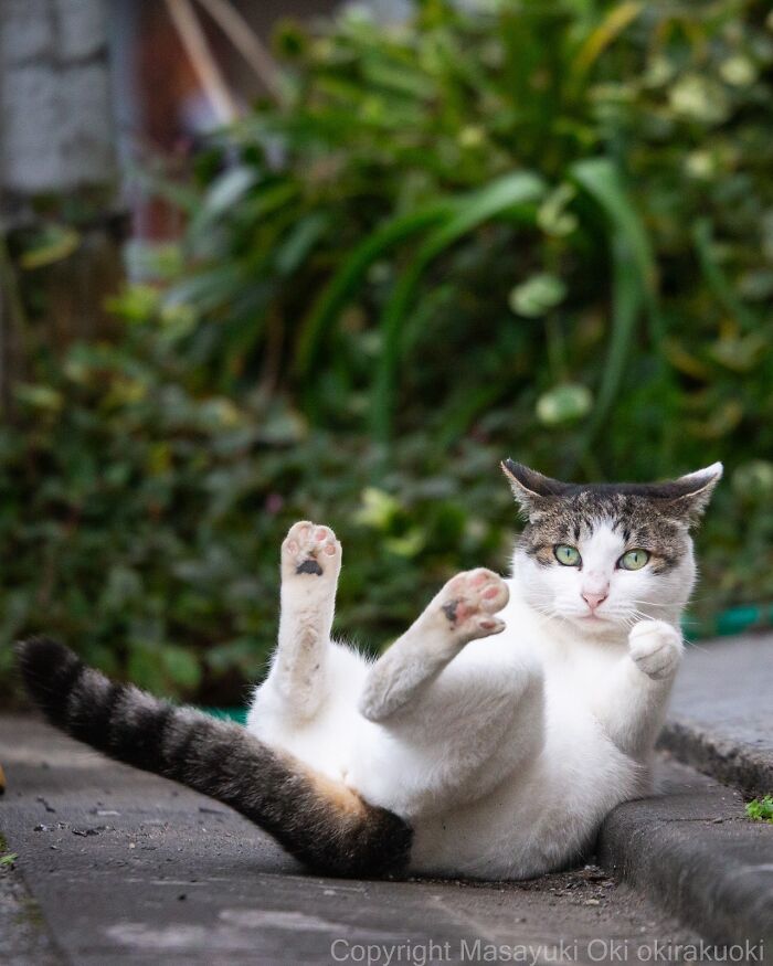 Gato callejero en Tokio acostado en la calle con expresión tranquila, rodeado de vegetación urbana.