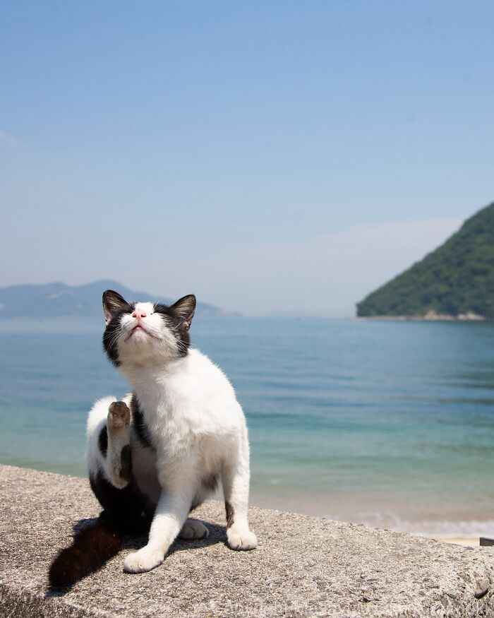 Street cat scratching itself on a sunny day by the sea, showcasing the quirky lives of Japan's street cats.
