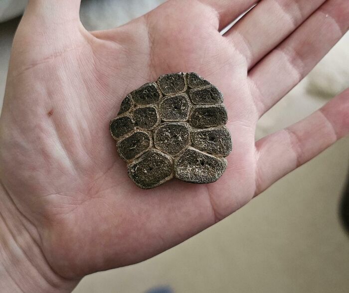 Hand holding a small, bizarre textured object found at the beach with an unusual patterned surface.